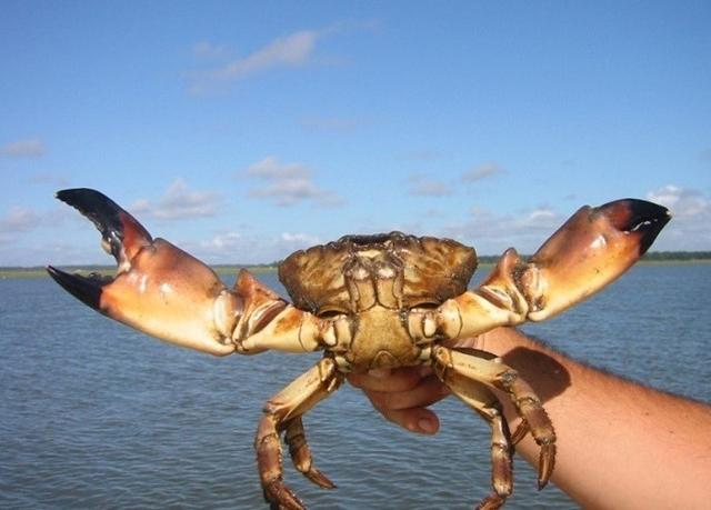 Longboat Key stone crab season