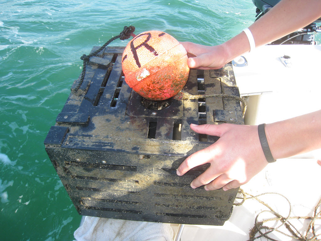 Longboat Key stone crab season setting stone crab traps