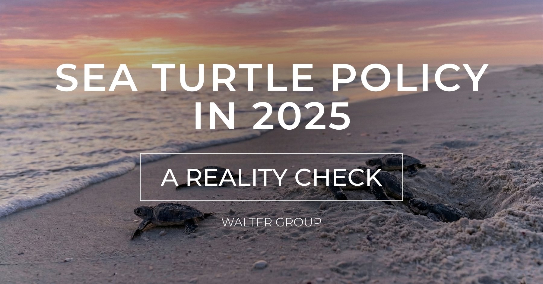 Sea Turtle Policy in 2025 Blog