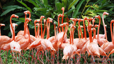 Sarasota Jungle Gardens