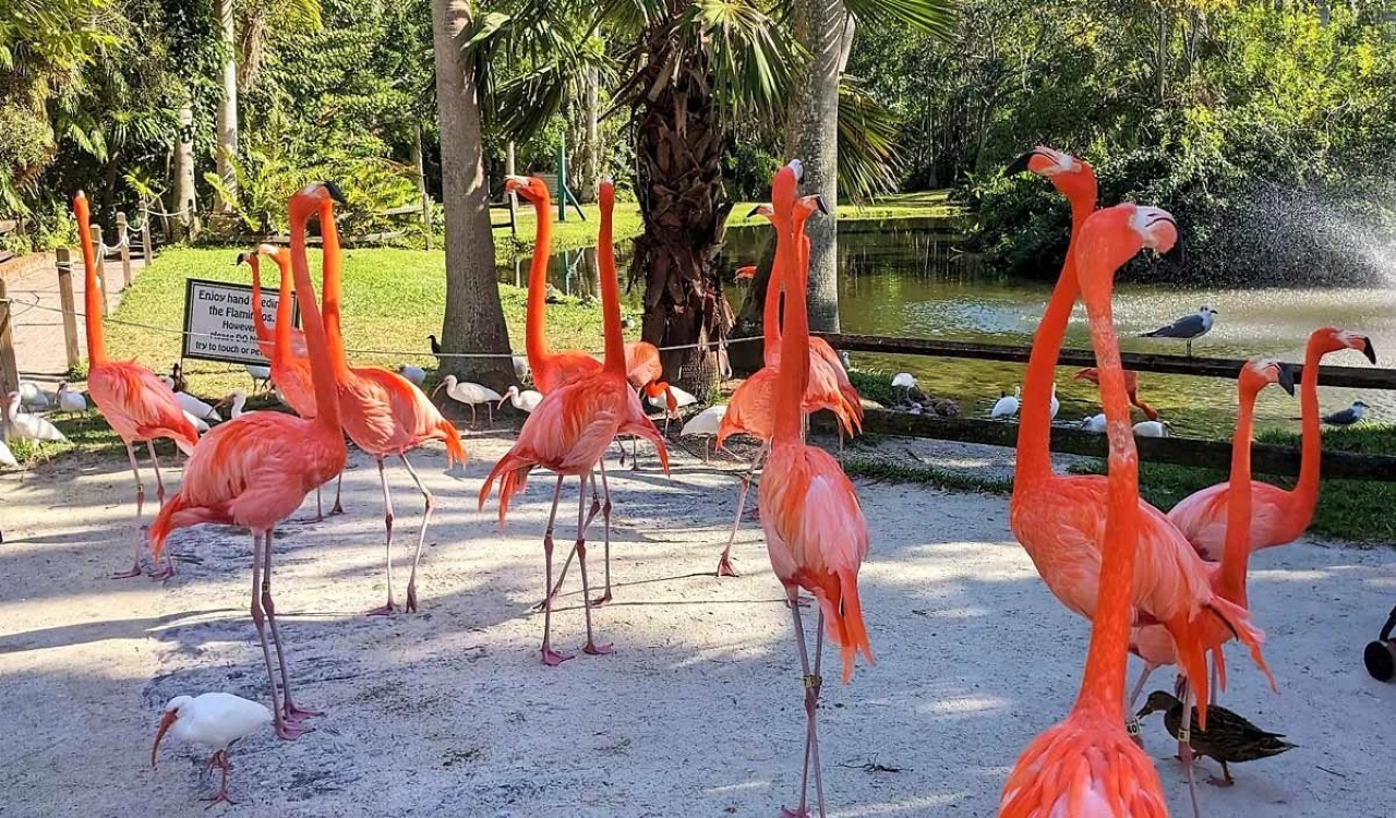 Sarasota Jungle Gardens