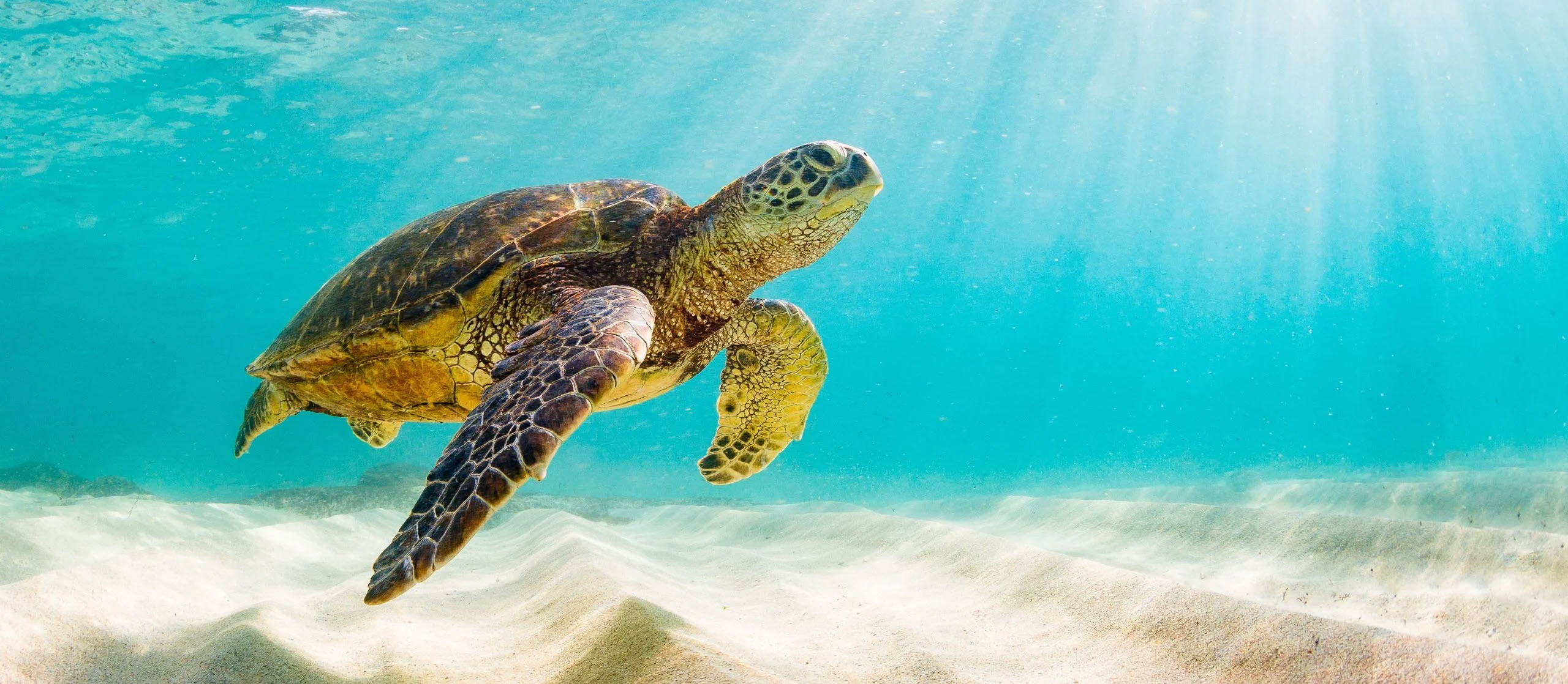 Longboat Key Sea Turtle Nesting Season